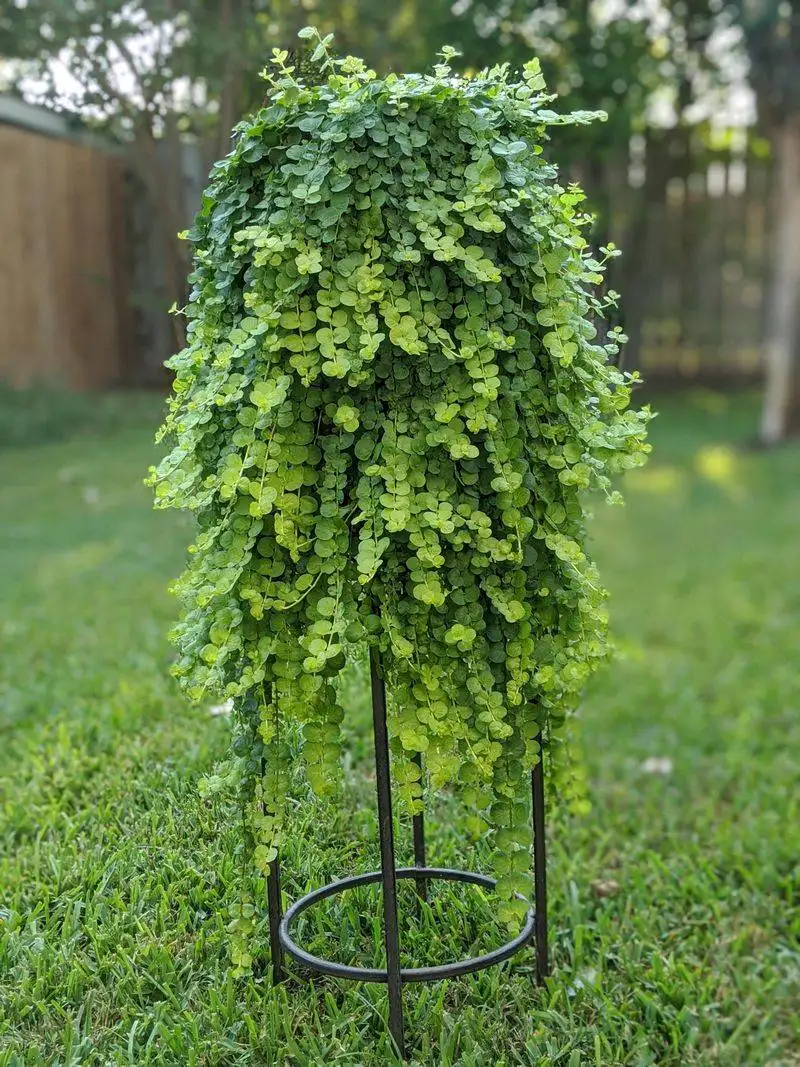 Creeping Jenny