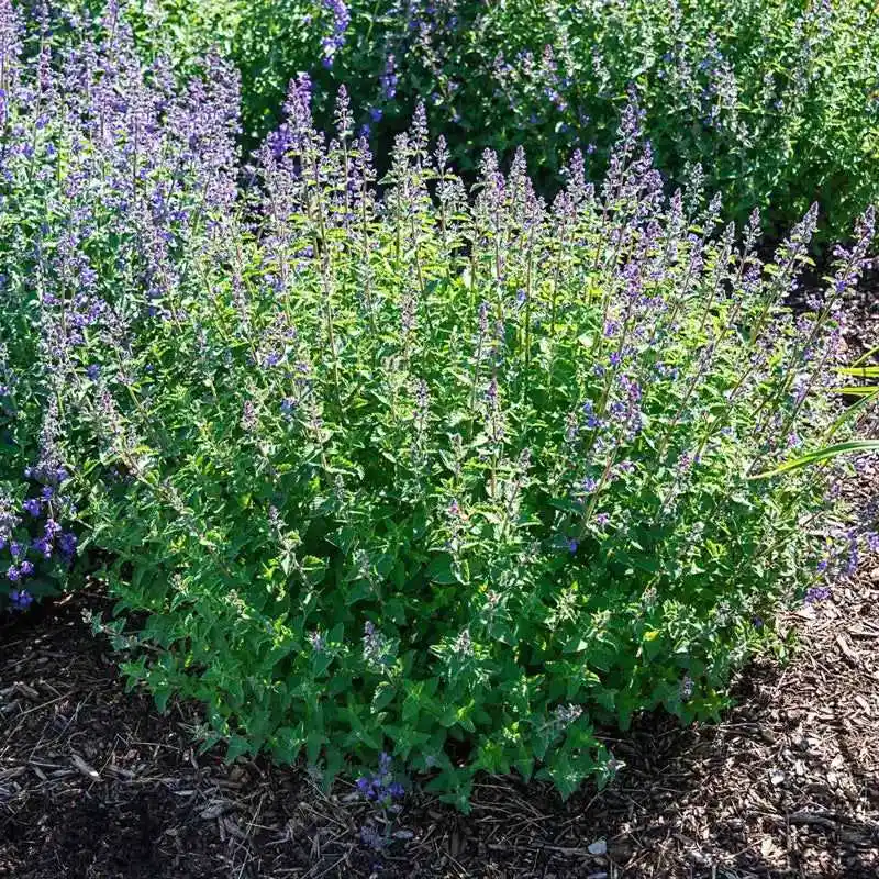 Catnip