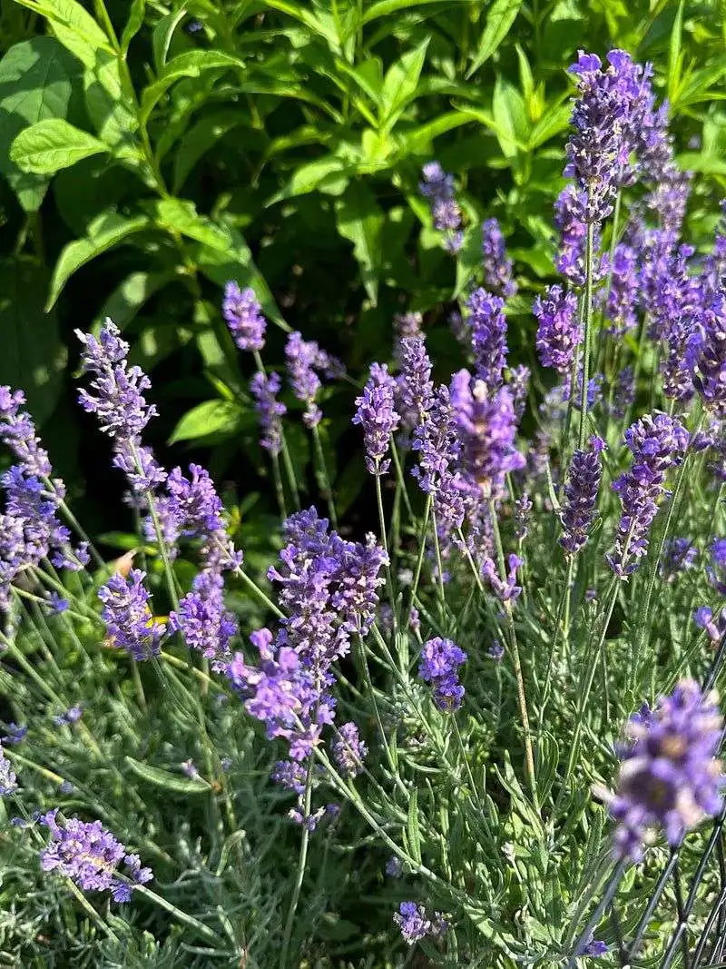 Lavender Mint