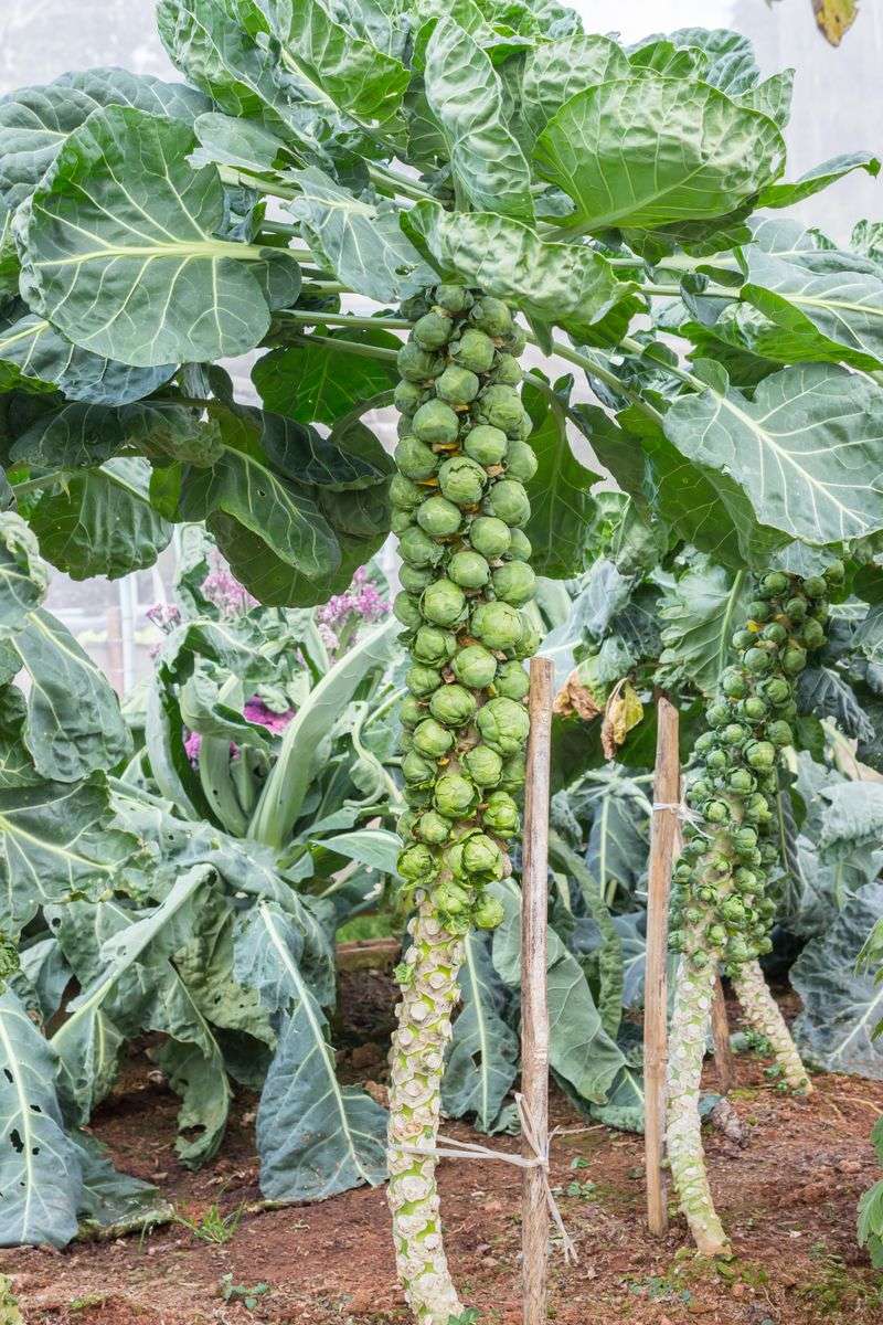 Brussels Sprouts