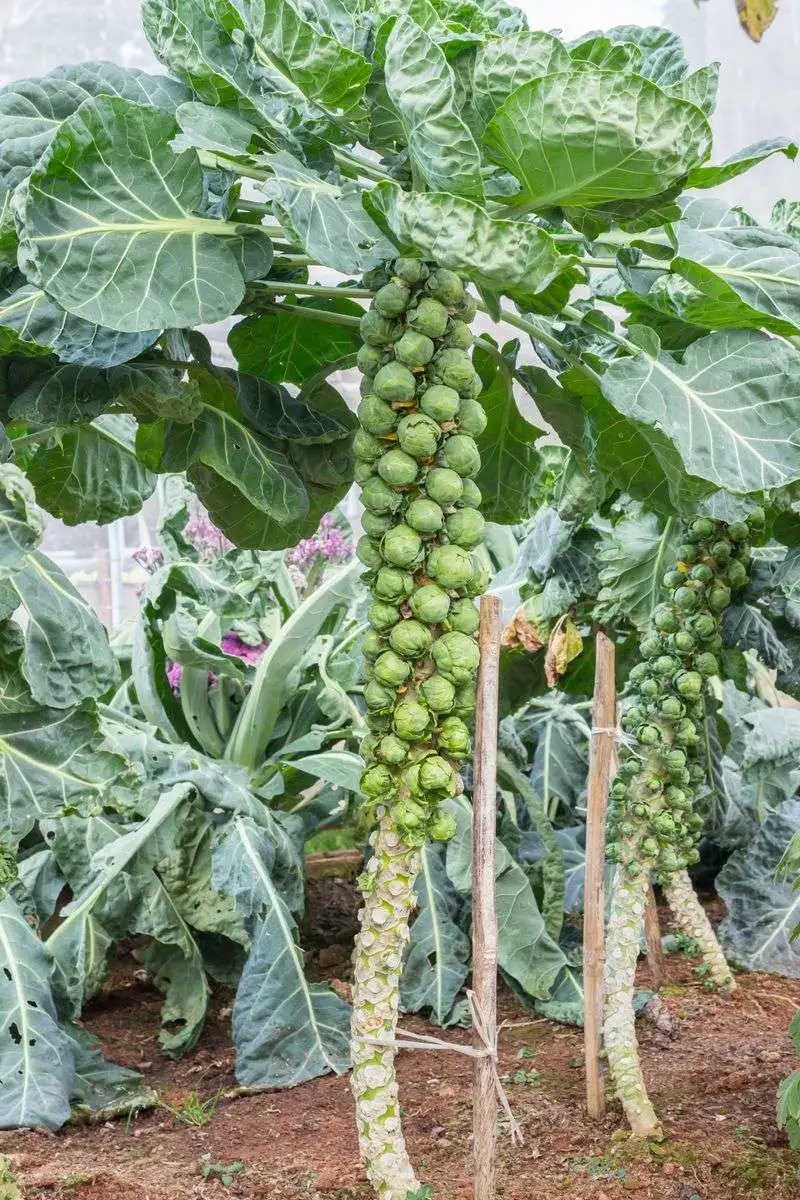 Brussels Sprouts