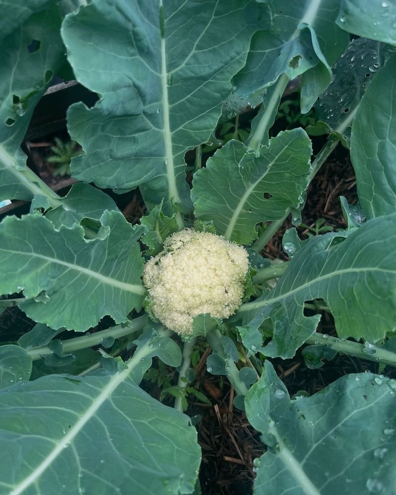 Cauliflower
