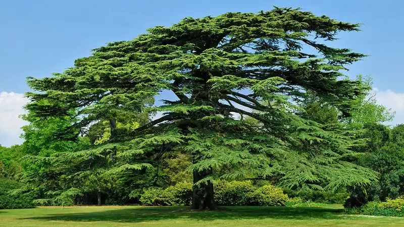 Cedar of Lebanon