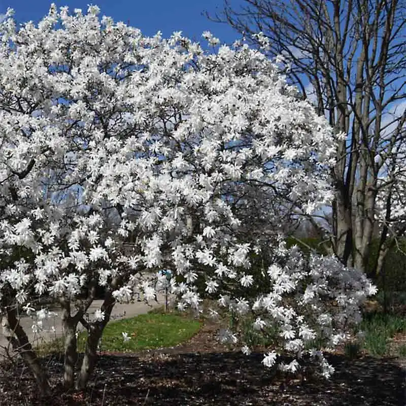 Magnolia Grandiflora