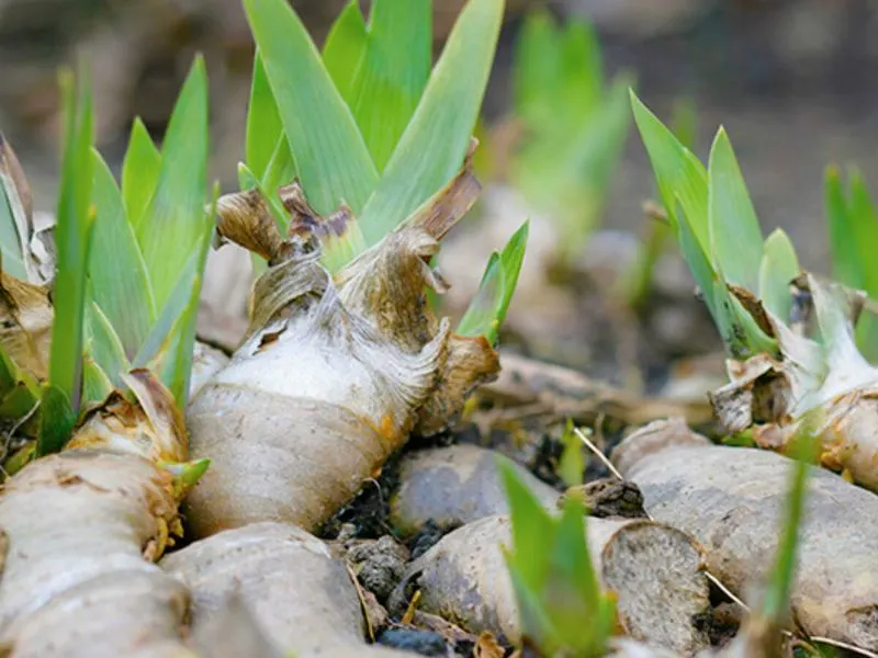 Orris Root
