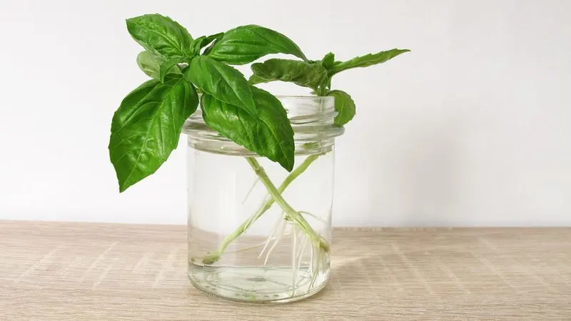Herbs from Cuttings