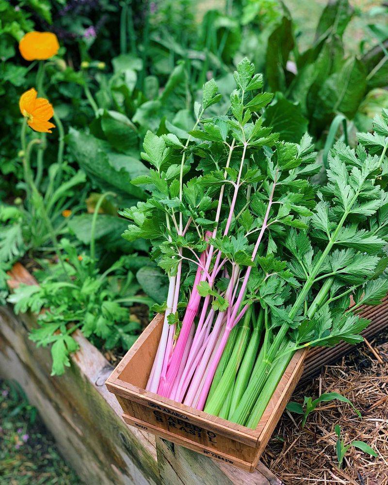 Celery