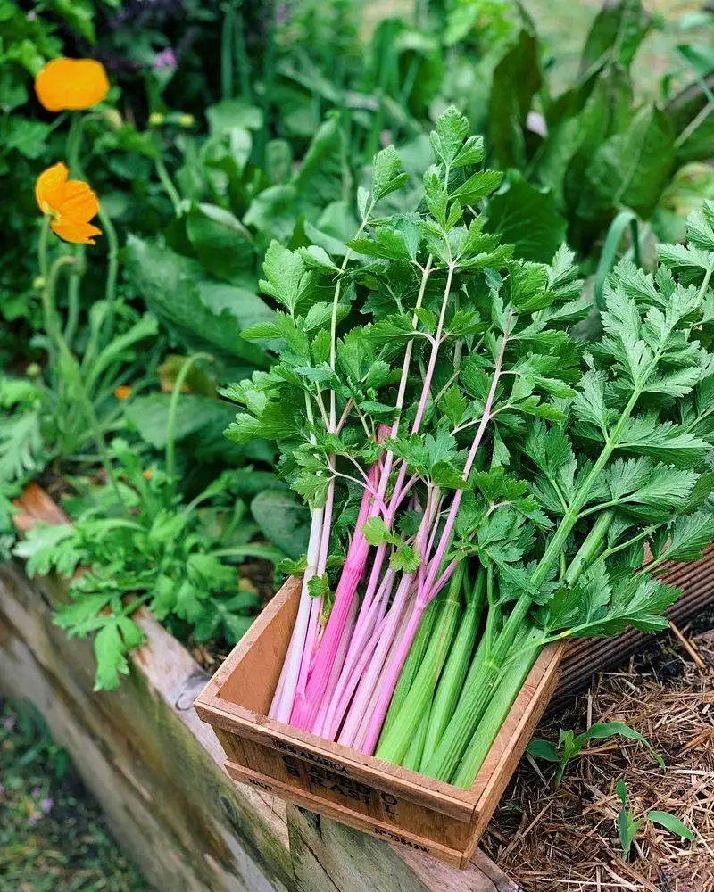 Celery