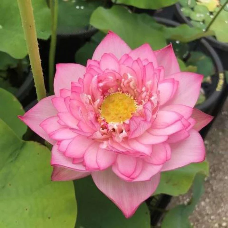 Celestial Star Lotus