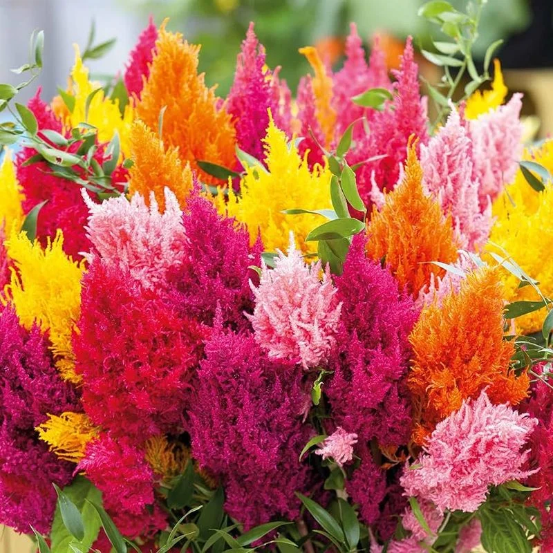 Celosia