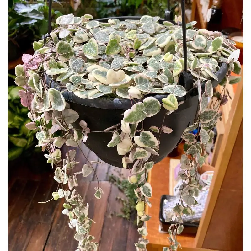 Ceropegia Woodii