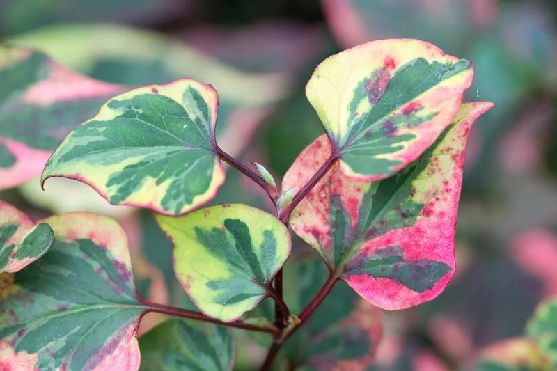 Chameleon Plant