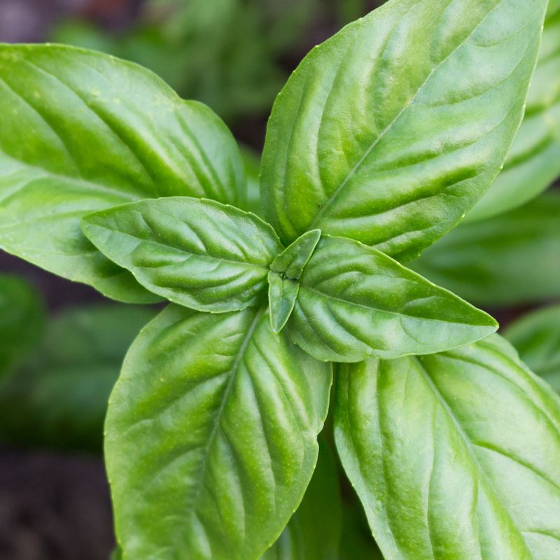 Basil