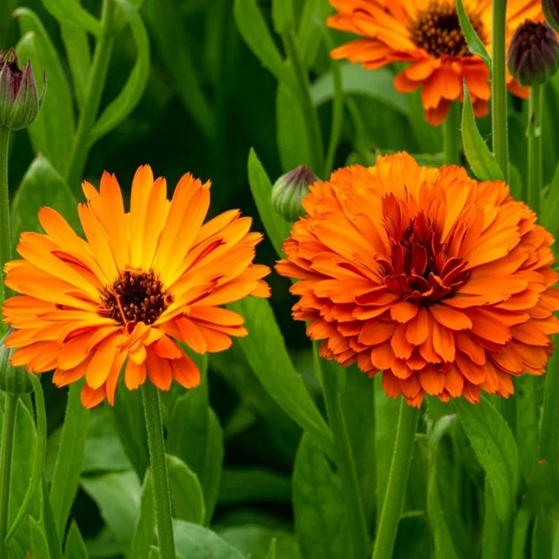 Calendula