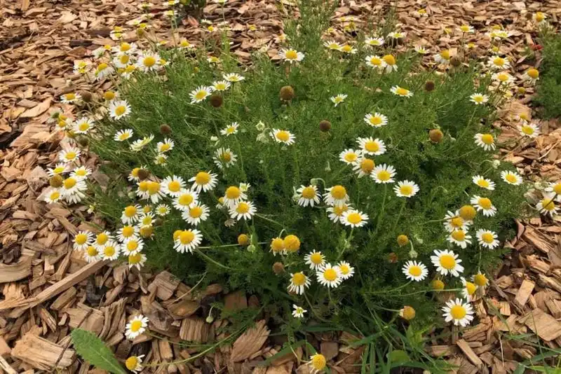 Chamomile Charm