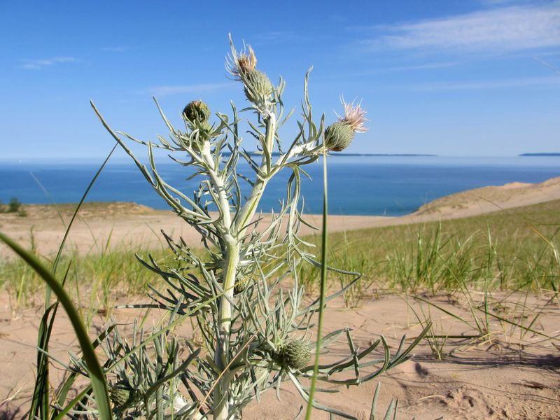 Pitcher's Thistle