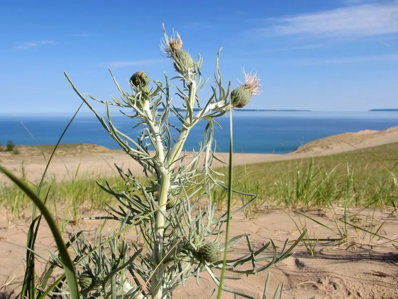 Pitcher's Thistle
