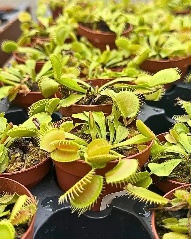 Venus Flytrap