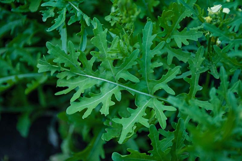 Arugula