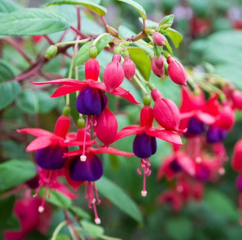 Charming Fuchsia Drops