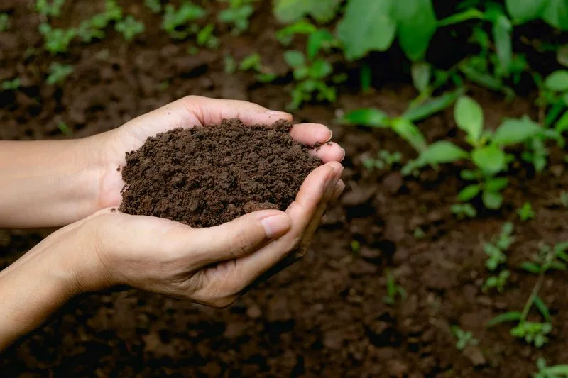 Ignoring Soil Health