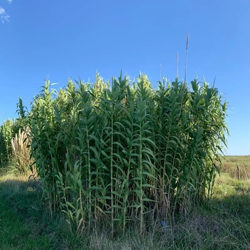 Arundo donax (Giant Reed)