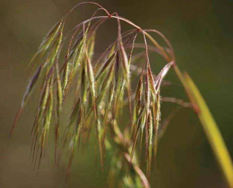 Cheatgrass