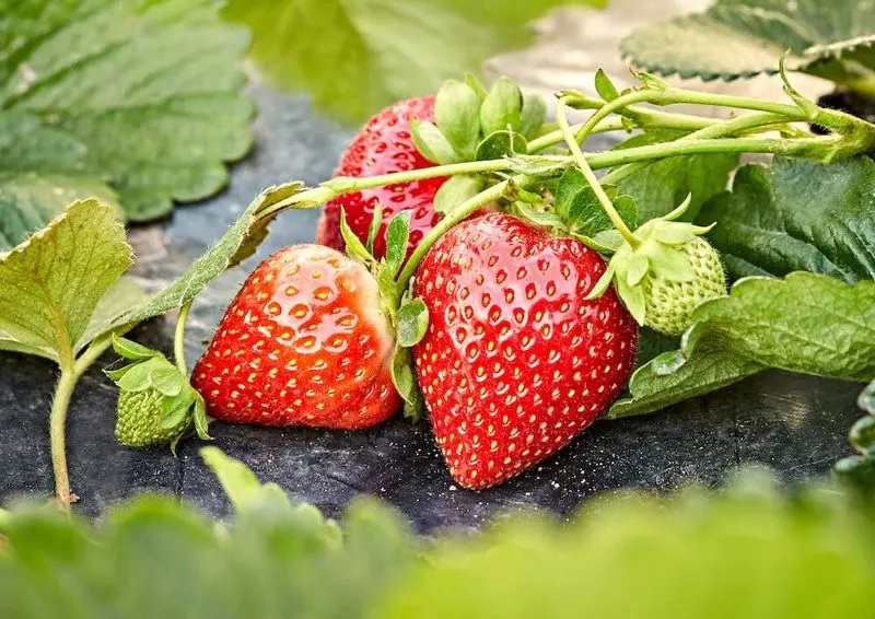 Plant Strawberries