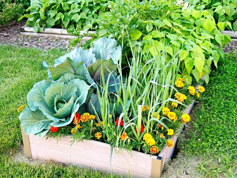Avoid Planting Warm-Season Vegetables
