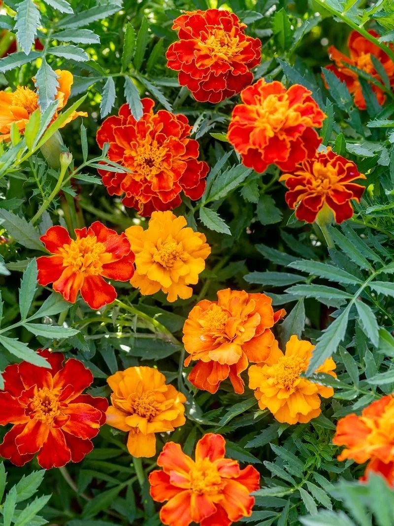 Cheerful Marigold Medley