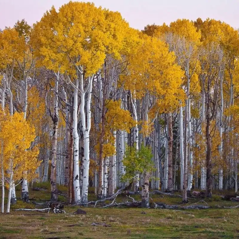 Birch Tree