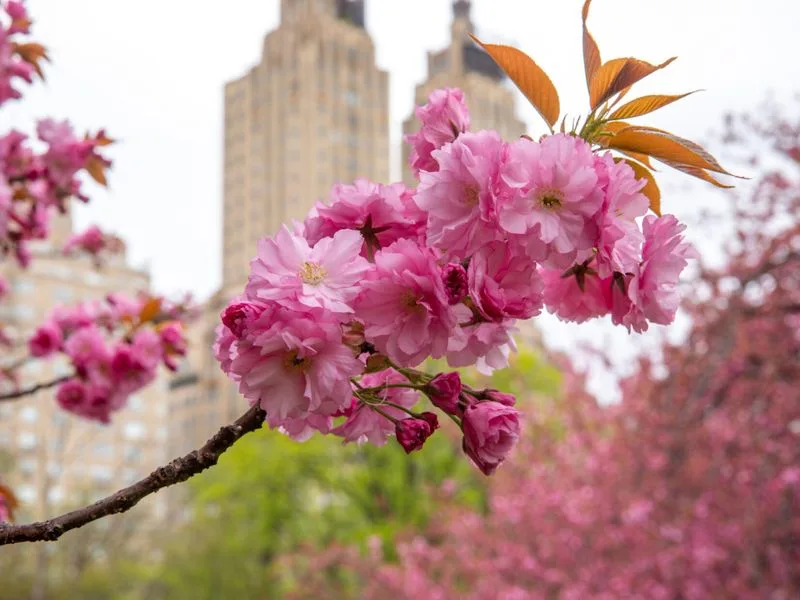 Cherry Blossom