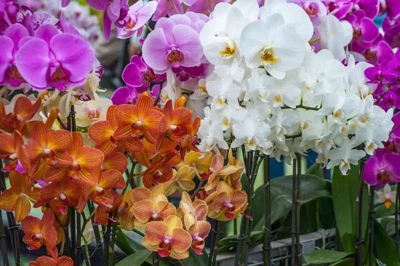 Orchid