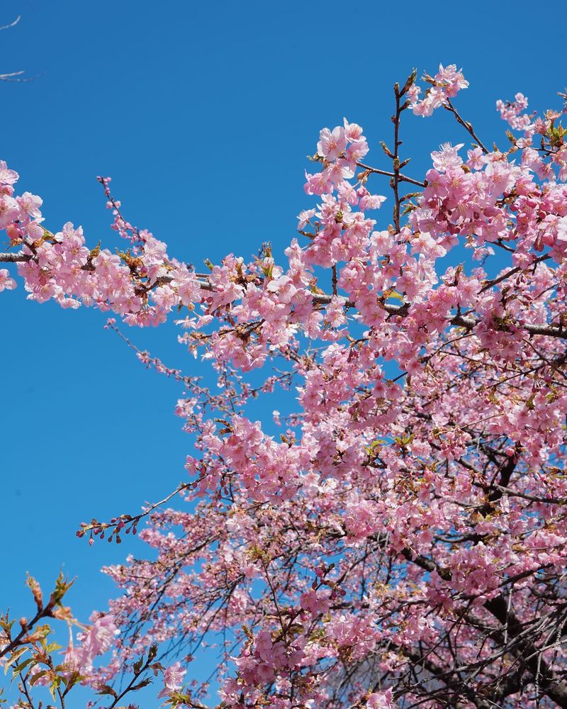 Cherry Blossom Tree