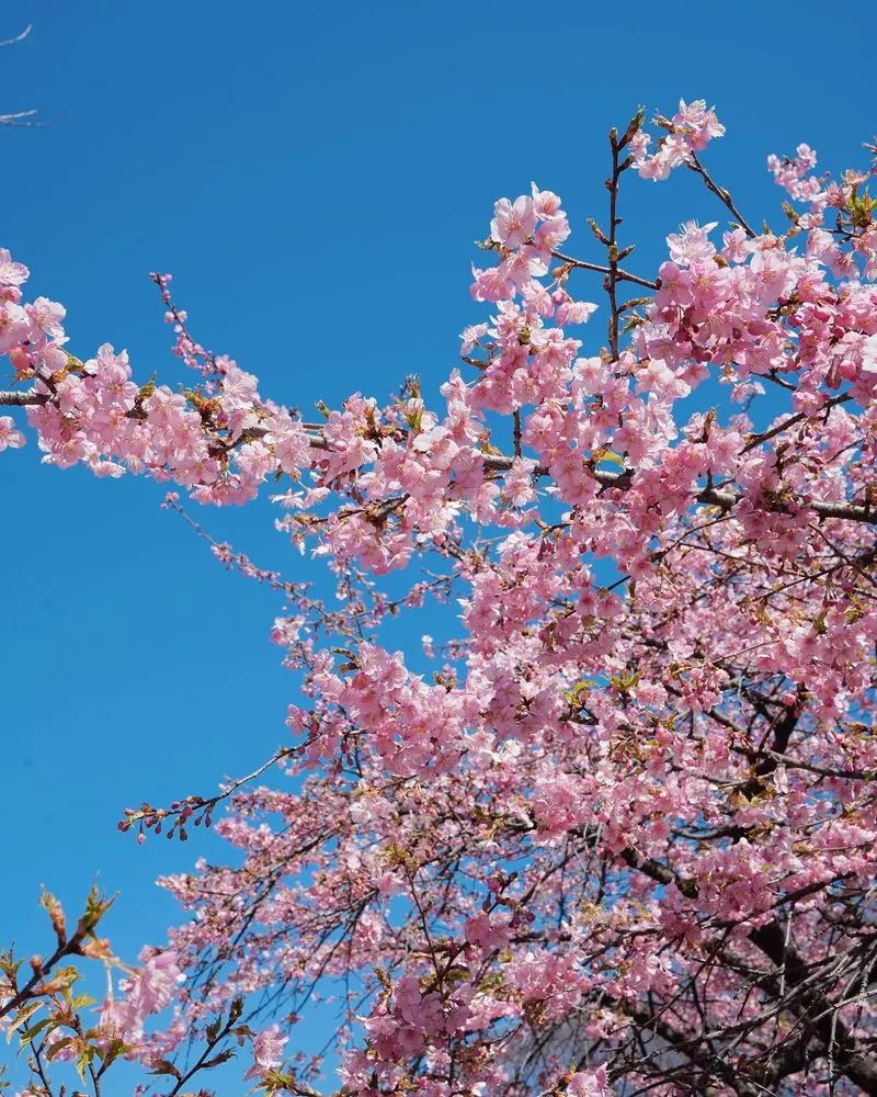 Cherry Blossom Tree