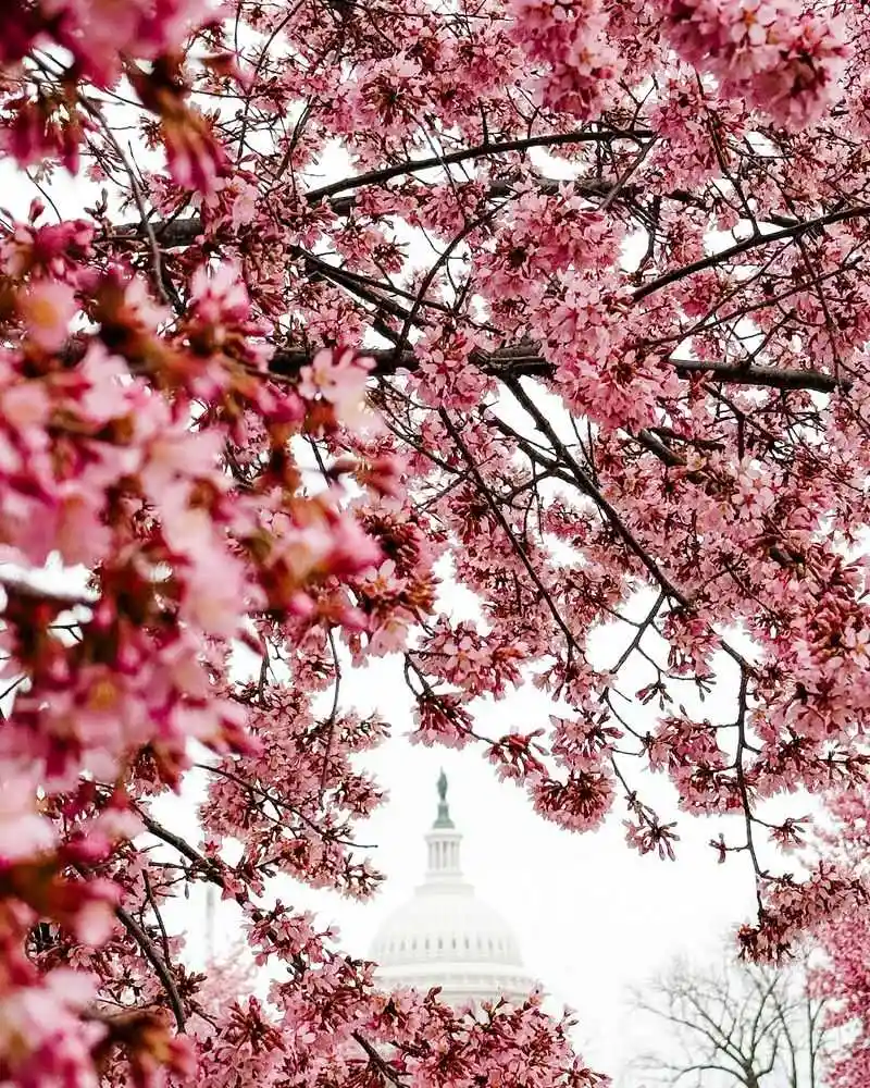 Cherry Blossoms