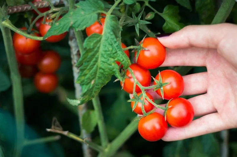 Cherry Tomato