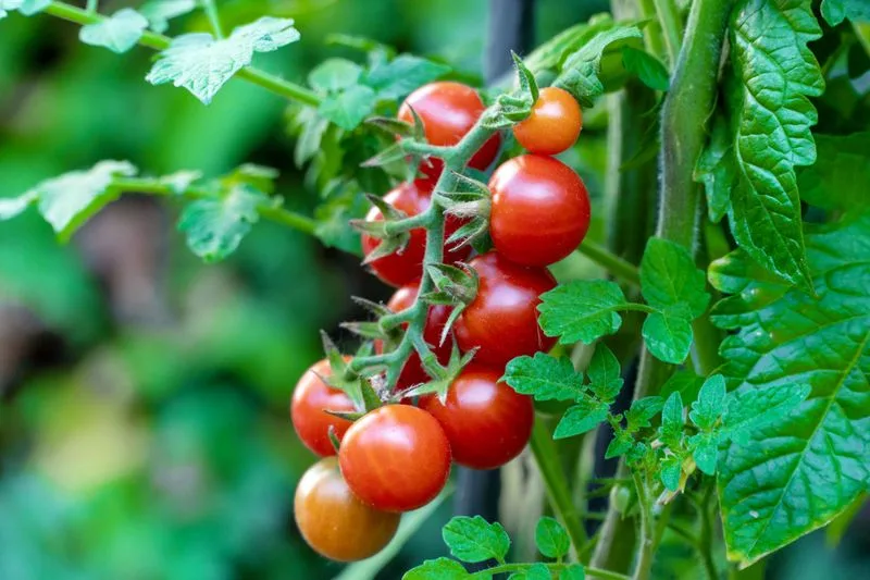 Cherry Tomatoes