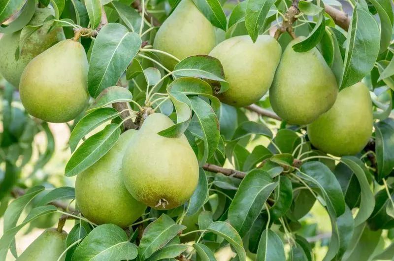 Pear Tree