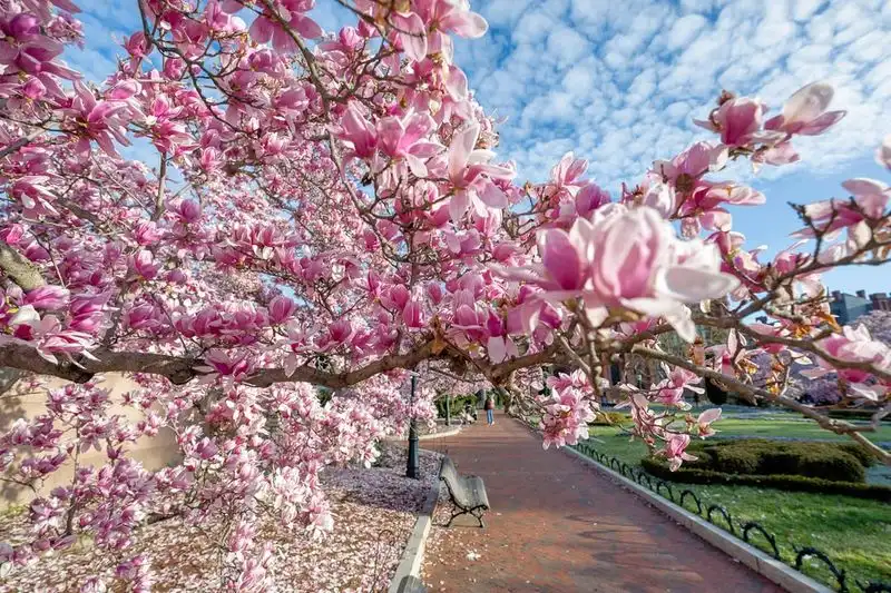 Cherry Tree