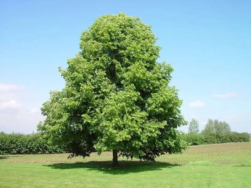 Linden and Poplar Trees