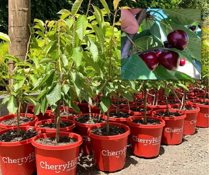 Cherry