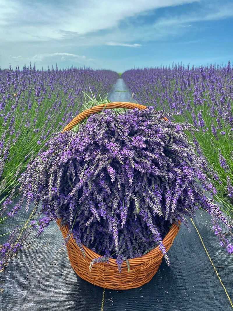 Lavender