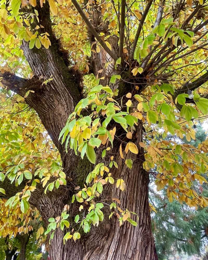 Chestnut Tree