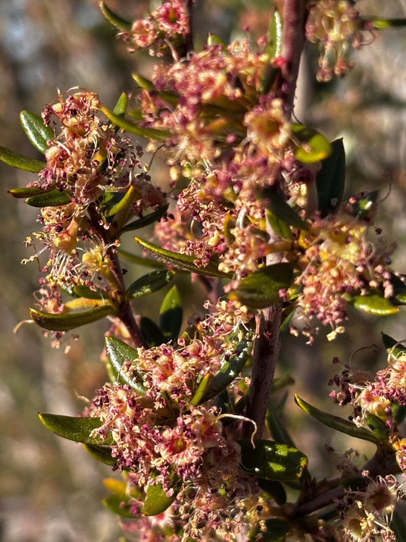 Curl Leaf Mountain Mahogany