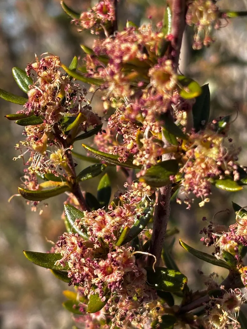 Curl Leaf Mountain Mahogany