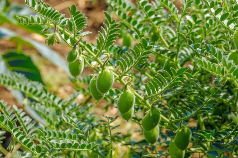 Chickpeas