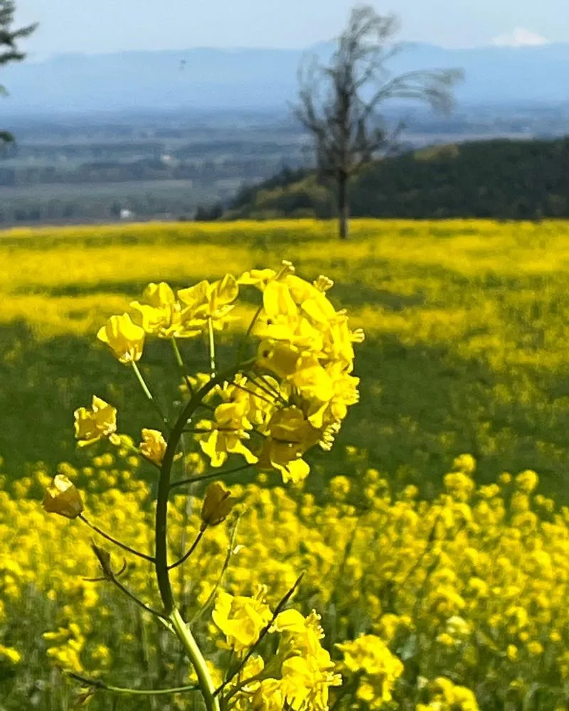 Wild Mustard