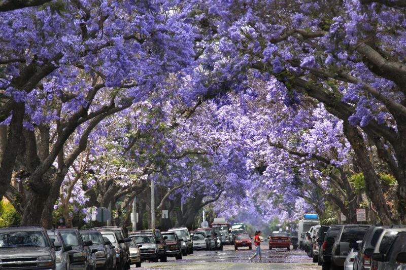Jacaranda Tree