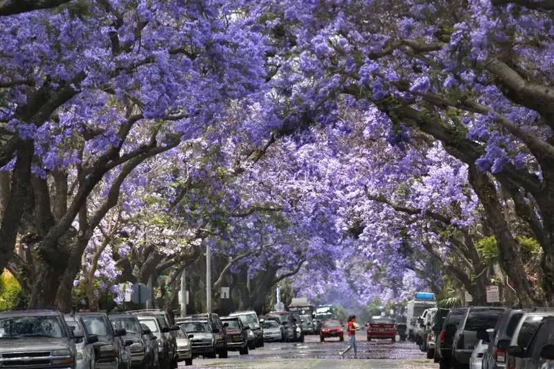 Jacaranda Tree